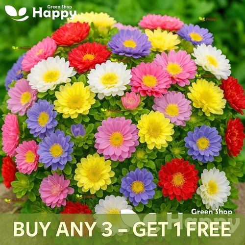 Dwarf aster pinocchio 300 - dwarf,