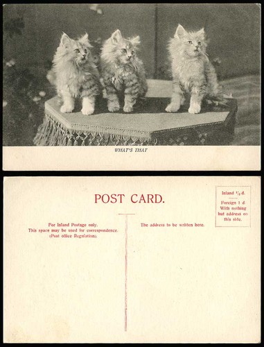 Cats little kittens what s - kittens, what's