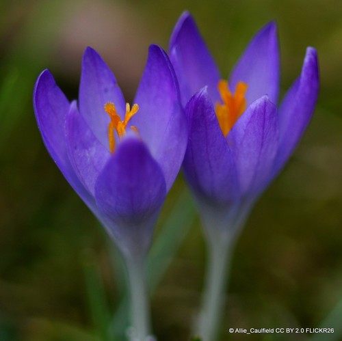 Crocus - (large, flowering)