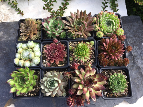 Sempervivum mix plants - mix,