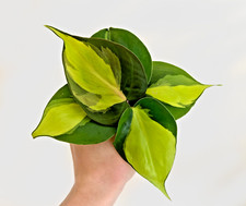 1 x Philodendron Brasil Pothos