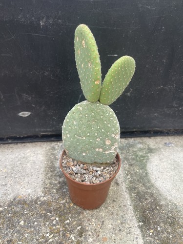 Opuntia inermis cactus plant - opuntia,