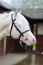 Libby's Exmoor Training Bridle