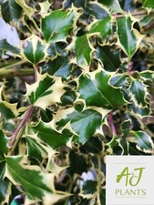 3x Ilex aquifolium Argentea