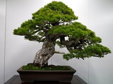 JAPANESE BLACK PINE TREE Bonsai Viable Seeds UK Stock