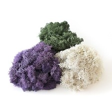 Dried Moss, Moss for Plant Pots, 100g, Coloured Moss for Crating, Moss for Craft