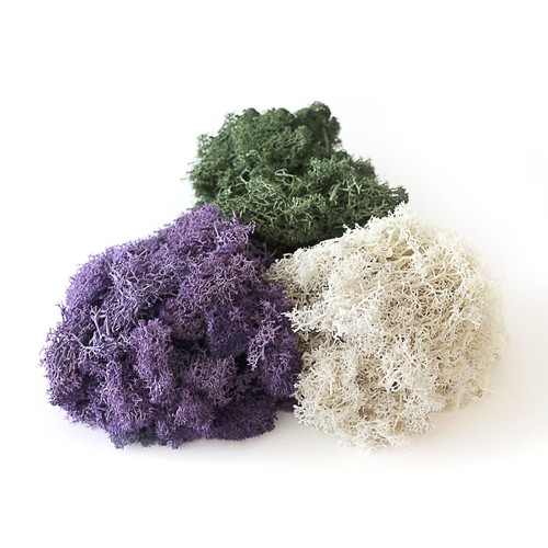 Dried moss - dried, plant