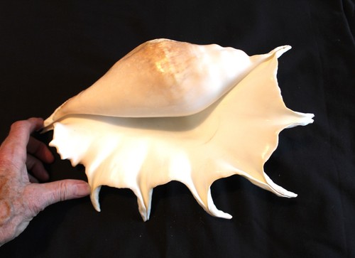 Giant spider seashell lt - seashell, (lt