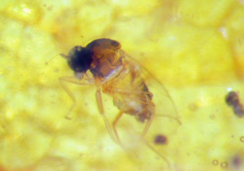 Pliocene amber from africa - pliocene,
