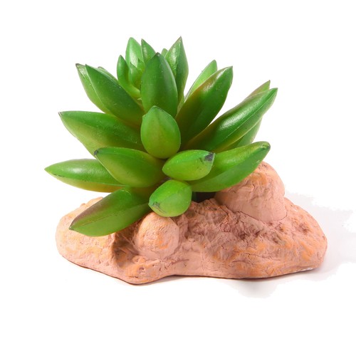 Betta terra succulent plant - betta,