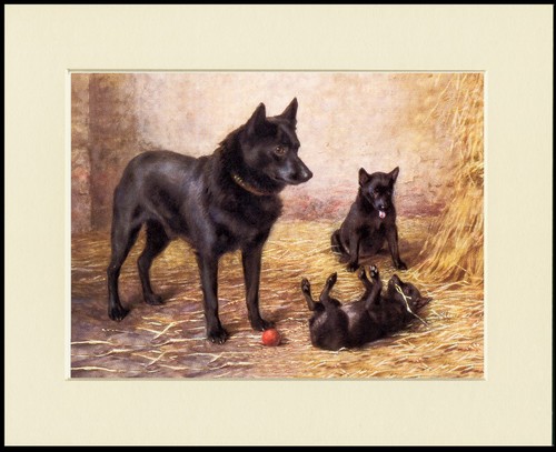 Schipperke dog art print - dog,