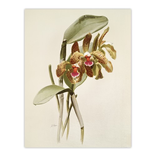 Sander cattleya granulosa - f,