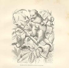 Original Old Antique Print