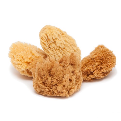 Natural sea sponge - 4,