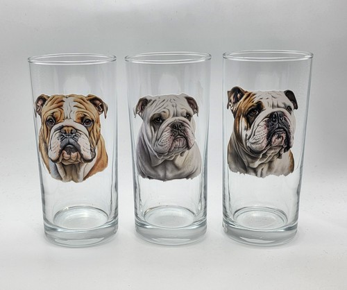 English bulldog dog - bulldog, breed