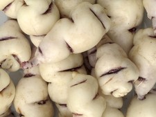 Mashua (Tropaeolum tuberosum)