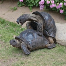Naughty Tortoises Happy Garden
