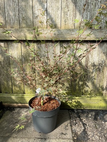 Japanese maple acer palmatum - japanese,