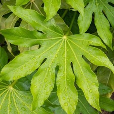 Fatsia Japonica Japanese Aralia Spreading Glossy Evergreen Potted Garden Shrub