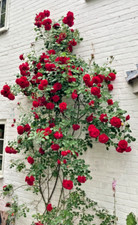 Dried Garden Rose Petals Biodegradable Wedding Confetti Canons Craft Bath Bombs