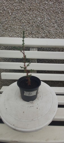 Young monterey cypress - young, cypress,