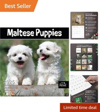 2026 Maltese Puppies Wall
