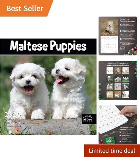 2026 maltese puppies wall - 2026,