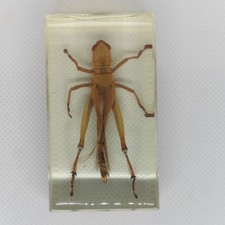 Field Grasshopper Real Insect Bug Specimen Resin Block  2.75" Australia