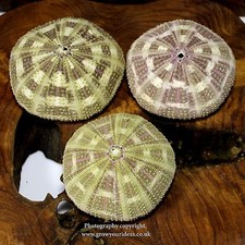 3 X Sea urchin tartan 6-8 cm