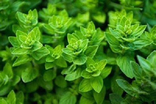 Oregano origanum vulgare - origanum,