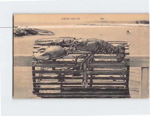 Postcard lobster pot - lobster,