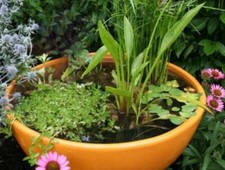 Container-pond wildlife plant