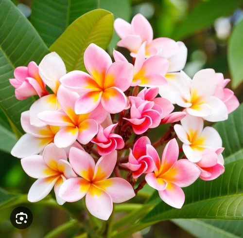 Plumeria rubra fangipani - plumeria,