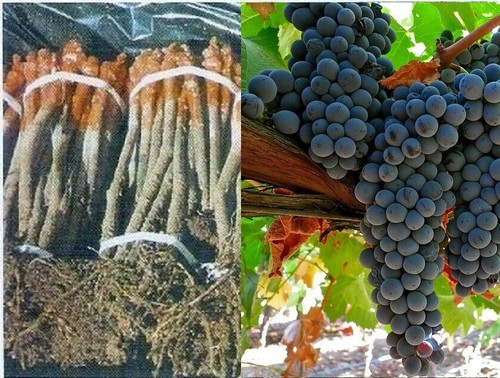 Rootstok graft vines - rootstok,