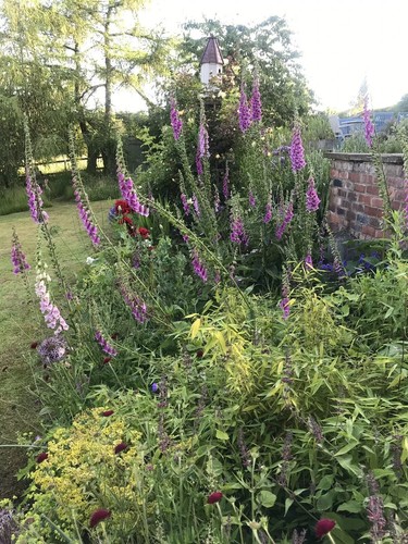 Digitalis purpurea native - digitalis,