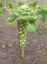 Brussel Sprout Seeds Long Island - 350 Seed -Vegetable seeds Brassica Oleracea