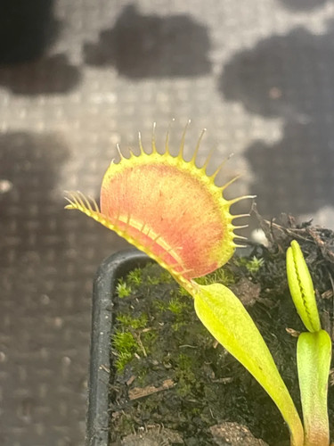 Venus fly trap - venus, sunset