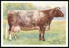 Player (John) - 'British Live