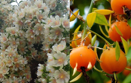 Seeds pereskia aculeata - pereskia,