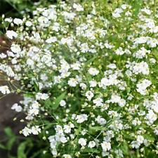Gypsophila Elegans Covent