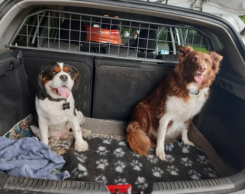 Travall dog guard kia - dog,