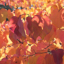 Ornamental Garden Tree, Eastern Redbud Cercis, spring flowers, hardy, 3L pot