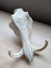 Genuine Warthog Skull