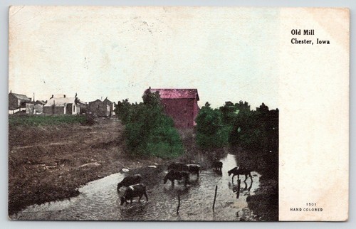 Chester iowa cows cross - chester,