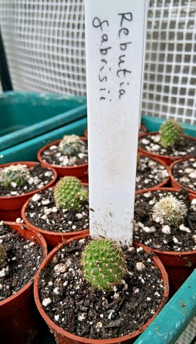 Rebutia fabrisii potted - fabrisii,