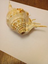 large conch sea shell