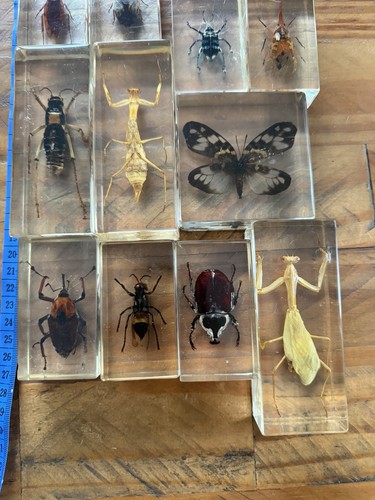 Resin insects acrylic - resin, beetles