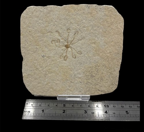 Fossil floating crinoid - fossil,
