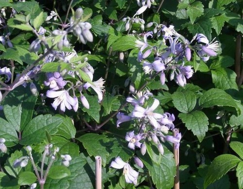 Clematis jouiniana praecox - jouiniana,