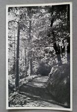 Vintage Postcard Unposted Pine Woods Minehead Somerset England